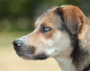 Lady Blue the Catahoula