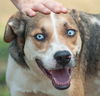 Lady Blue the Catahoula