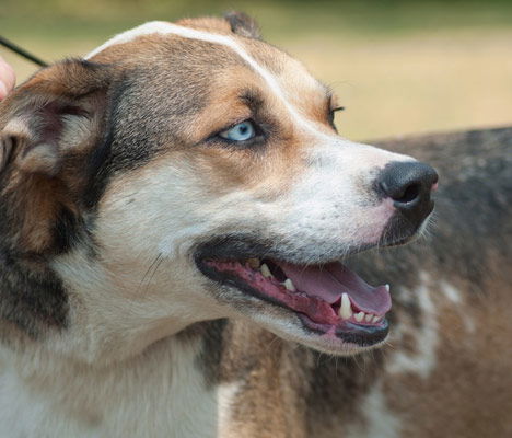 Lady Blue the Catahoula