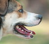 Lady Blue the Catahoula