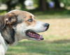 Lady Blue the Catahoula