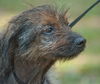 Taco the Senior Wirehair Terrier Mix