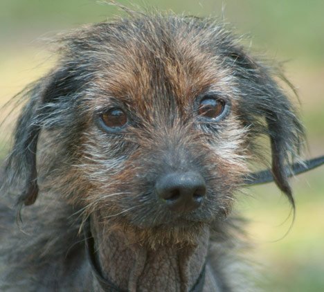 Taco the Senior Wirehair Terrier Mix's Web Page