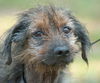 Taco the Senior Wirehair Terrier Mix
