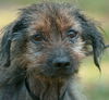 Taco the Senior Wirehair Terrier Mix