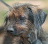 Taco the Senior Wirehair Terrier Mix