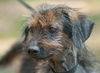 Taco the Senior Wirehair Terrier Mix