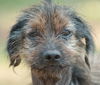 Taco the Senior Wirehair Terrier Mix