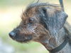 Taco the Senior Wirehair Terrier Mix
