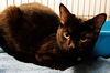 Angel the Loving Kitten