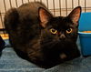 Angel the Loving Kitten
