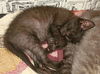 Angel the Loving Kitten