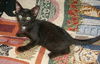 Angel the Loving Kitten