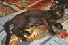 Angel the Loving Kitten