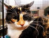 Kallie the Loving & Funny Calico