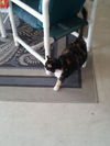 Kallie the Loving & Funny Calico