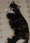 Kallie the Loving & Funny Calico