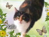 Kallie the Loving & Funny Calico