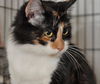 Kallie the Loving & Funny Calico