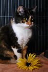 Kallie the Loving & Funny Calico