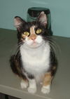 Kallie the Loving & Funny Calico