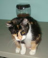 Kallie the Loving & Funny Calico