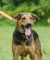 Fred the Shy Shepherd