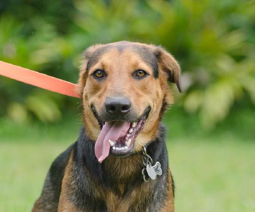 Fred the Shy Shepherd