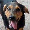 Fred the Shy Shepherd