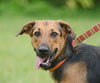 Lilly the Shy Shepherd Mix