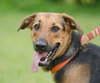 Lilly the Shy Shepherd Mix