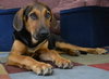 Lilly the Shy Shepherd Mix