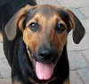 Lilly the Shy Shepherd Mix