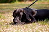 Disco the Hound Puppy