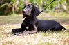 Disco the Hound Puppy