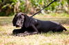 Disco the Hound Puppy