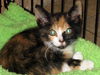 Hannah the Kitten