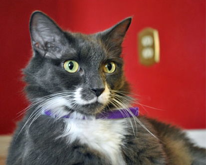 Mario the Snuggle Buddy (Video) Cat