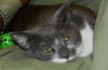 Luigi the Gentle Mellow Fellow