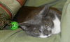 Luigi the Gentle Mellow Fellow
