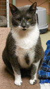 Luigi the Gentle Mellow Fellow