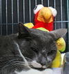 Luigi the Gentle Mellow Fellow