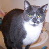 Luigi the Gentle Mellow Fellow