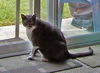 Luigi the Gentle Mellow Fellow