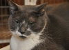 Luigi the Gentle Mellow Fellow