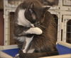 Luigi the Gentle Mellow Fellow