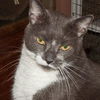 Luigi the Gentle Mellow Fellow