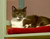 Luigi the Gentle Mellow Fellow