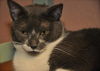 Luigi the Gentle Mellow Fellow