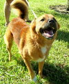 Rex